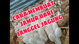 CARA BIKIN JAMUR DARI JANGGEL JAGUNG