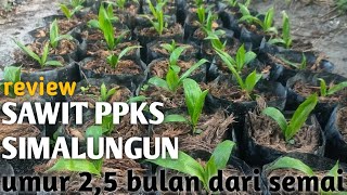 Sawit ppks Simalungun umur 2,5 bulan semai