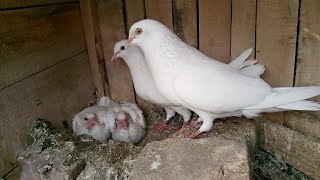 Kabbotron Ke 4 Pair ki Breeding Progress | M Asad Birds | #MAsadBirds