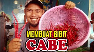 Cara Membibitkan Cabe Merah Keriting. Tanam Cabe Lagi!