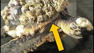 Rescuing Sea Turtles from Barnacles – A Heartfelt Mission  ( part 3 )