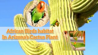 Rosycolli Rosyfaced Lovebird in Arizona's  Cactus 🌵 | Wild To Know