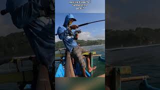 strike gt di pagi hari di saat air mau pasang #shorts #gianttrevally #gtfishing #gt #ikangt