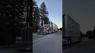 David Wildman #scapeteandlivestock #peterbilt389 #cowtruck #california