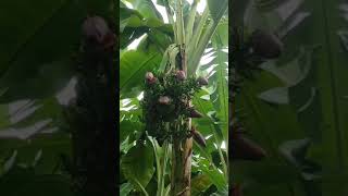 Planta de plátano Con 7 Racimos#shorts.