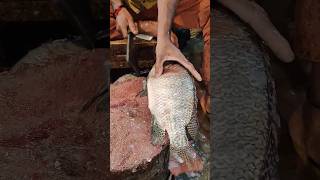 Amazing tilapia fish cutting shorts।