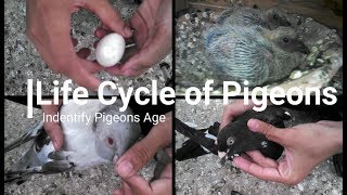 Identify Pigeons Age..Chick,Young and Oldage..