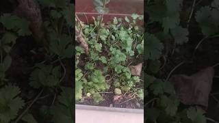 Dhaniya hai mehenga so Grow coriander for free now 🥰 #garden #kitchengarden #plants #growvegetables