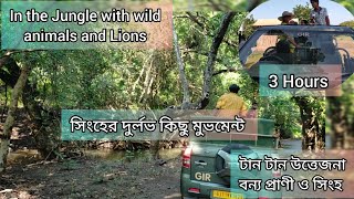 3 hours in the Jungle with wild animals and Lions| Thrilling Open Jeep Safari Experience