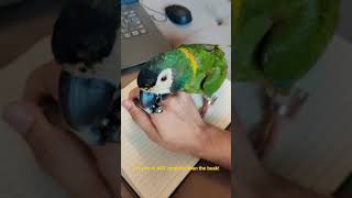 Cutest pet parrot breaks pen | Pneuma, the Yellow Collared Macaw steals pen cap | Pet vs Pen!