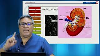 Anatomía y fisiología del Sistema urinario- Ciencias Basicas