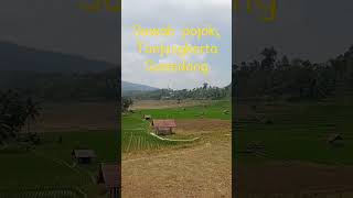 Sawah Pojok Mang...