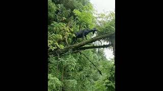 kambing hitam naik pohon