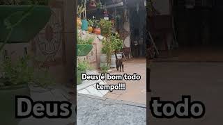 #motivacional #viralvideo #gatos #gatosfofos #pets #gatofofo #memes #amordegato #filme #reflexao#pet