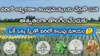 ఒకే ఒక్క స్ప్రేతో వరిలో కలుపు మాయం || vari lo kalupu nivarana|| weed management in rice||Herbicide