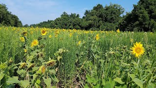 Hiking South on the C&O Canal from the McKee Beshers Wildlife Management Area, Aug 6, 2021