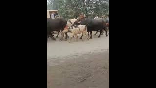 Horse and buffalo's on road #dairyanimal #cow #dairy #dairyindustry #farming #baffalo #road #shorts