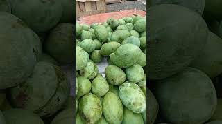 Beli Mangga Se kilo