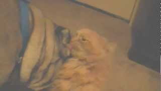 dog and cat kissing very funny best friends for ever