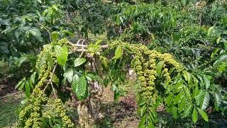 keadaan kebun multi klon Alhamdulillah berbuah lebat semua.