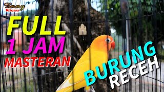 Masteran Lovebird full 1 jam cocok buat nambah durasi lb ngekek panjang