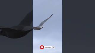 Seagull Flying