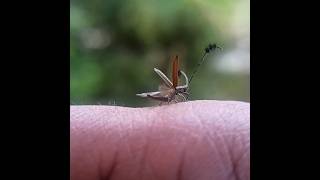 Flat-faced Long Horn Beetle(Eucomatocera vittata) on my hand #bug #insects