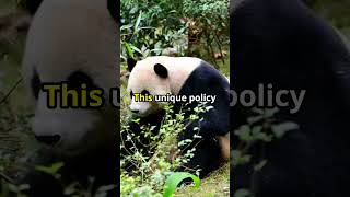 Panda Diplomacy:  Why Return Them to China