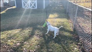 The Original Pitbull (All White) 5 Month Old Female 💰🐊🐑⛄️