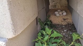 COLHENDO OVOS DAS MINHAS GALINHAS E COLOCANDO PARA CHOCA