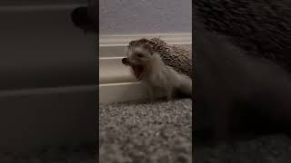 Singing Hedgehog 😆🤪😂/zingende egel 😆🤪😂