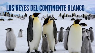 Los reyes del continente blanco 🐧