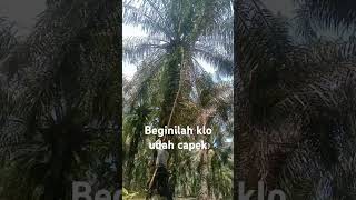 Panen sawit!!beginilah kalau udah capek