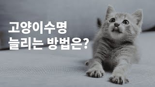 고양이수명 늘리는 식이방법이 궁금하다면?