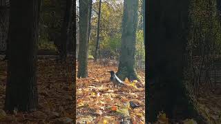 Ворона явно что-то потеряла 🤔 #ворона #vogel #nature #сокольники #video #herbst #oktober #autumn