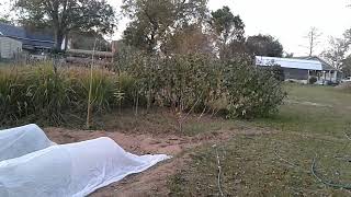 EARLY FROST | frost blankets | zone 8b Florida 11- 29 - 2023 | SEE DESCRIPTION FOR DETAILS AND LINKS