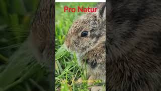 Pro Natur Hase