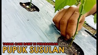 Pupuk Cabe Susulan! Berkebun di Pekarangan.