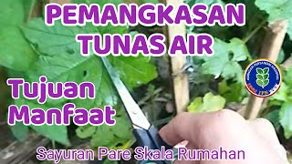 Pemangkasan Pada Tanaman Tunas Air Sayuran Pare / Skala Rumahan