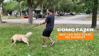 Como passear sem meu cão me puxar?