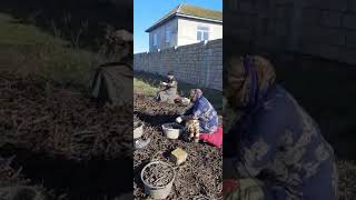 licorice root fingers cutting process www.sapro.az