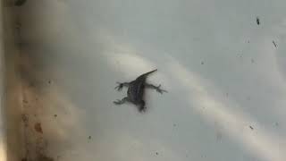 Lizard rides down slide