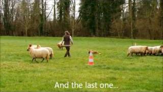 International shed (border collie working sheep)