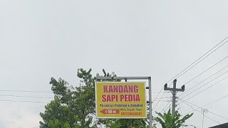 Main ke kandang Sapi Pedia