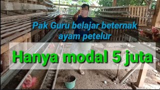 Modal usaha ayam petelur