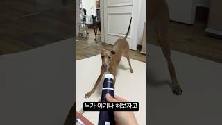 치약과 싸우는 강아지 #귀여운강아지 #italiangreyhound