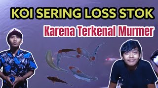 DI TEMPAT INI HARGA KOI MURMER| PENJUAL SAMPAI LOS STOK