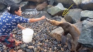 Impresionante!! lo que.. hizo esta persona sin temor a estos animales  marinos en la orilla del mar