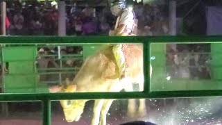 Torneo De Toros 150 Mil Pesos💰😱 A Repartir En Santa Cruz Zenzotepec Sola De Vega Oaxaca 2024