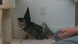 MY CAT TRIES ON HALLOWEEN COSTUMES